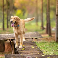 This is what freedom looks like. An outdoor adventure session with Asher, where he could just be himself on this rustic wooden ramp, tongue out and tail held high.