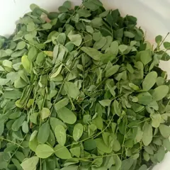 A handful of fresh moringa leaves, another key ingredient in my hair oil. Moringa is rich in nutrients that strengthen hair follicles and promote growth.