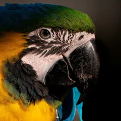 The vibrant colours of this Blue-and-yellow Macaw pop against the dark background, a signature of my fine art pet portrait style. I focus on capturing the sharp intelligence in their eyes and the fine details of their plumage, turning a simple portrait into a stunning piece of art.