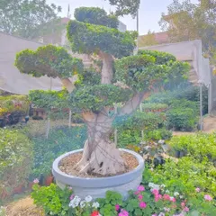 Another view of the Ficus microcarpa multi-ball bonsai, highlighting its dense foliage and strong structure.