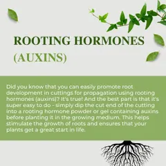 You can easily promote root development in cuttings using rooting hormones, or auxins. Simply dip the cut end into a rooting powder or gel before planting to give your new plants a great start in life.