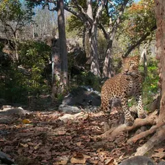 While tracking tigers, my camera trap captured this beautiful leopard in a dense forest setting. This serves as a reminder that these two large predators often share the same territory, a complex dynamic of coexistence and competition.