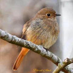 A Common Redstart, a frequent visitor to backyards, is caught in beautiful evening backlight. This photo shows how the right light can transform a simple subject into something truly special.