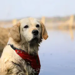 The soulful gaze of a senior dog. This beautiful Golden Retriever, enjoying a calm moment in the water, has eyes that tell a story of a life full of love and loyalty. We cherish capturing these wise and gentle souls.