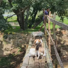 Candid moments from our farm outing. These events provide a safe and enriching environment for dogs to socialize, swim, and explore off-leash.