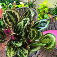 A gorgeous Calathea with deep green and purple leaves, perfect for Rakhi. Its vibrant foliage symbolizes the beautiful and strong bond you share.