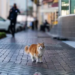 A majestic ginger cat owning the sidewalk. I love capturing street cats and telling the stories of our urban animal companions.