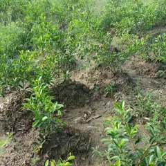 A ground-level view of our mini-forest project, where young trees have been planted. This method of dense plantation helps accelerate forest growth and is a powerful tool for environmental restoration.