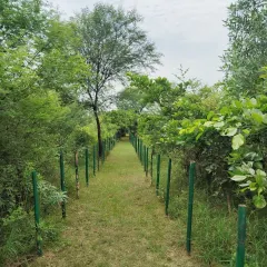 A view down one of the main trails at our Noida Sector 150 site. The green posts are temporary supports for young trees, which will soon form a dense canopy over this path.