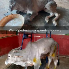 The difference in just a short time is incredible. The top photo shows Manohar when he first arrived, unable to stand. The bottom photo shows him gaining strength, a testament to the care he is receiving.