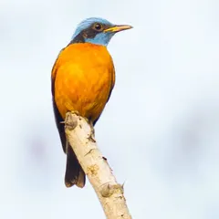The vibrant orange and blue plumage of a Blue-capped Rock-Thrush stands out against a clean, bright background. This striking portrait highlights the bird's brilliant colors, making it a great choice for projects needing a pop of natural color.