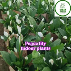 A nursery full of Peace Lily plants, a popular choice for adding elegance to any indoor setting.