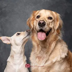 A heartwarming studio portrait of an indie dog and a Golden Retriever sibling. The indie's adoring gaze towards her big brother tells a beautiful story of their bond, all captured against a classic painted backdrop.