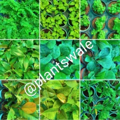A celebration of green. This collage shows the incredible diversity of foliage textures and shades of green available at our nursery.