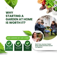 Home gardening isn't just a hobby. It's a way to connect with nature, grow fresh produce, and reduce stress. Start your journey with my premium seeds and tools.