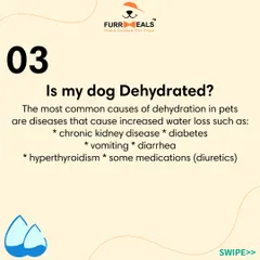 Is my dog dehydrated? This series explains what 'hydration status' means, how to check for it using the skin and gum tests, and why drinking more water isn't always a sign of good hydration.