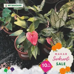 To celebrate Makar Sankranti, I offered a special discount on all plant hampers. It's my way of helping you share joy and greenery during the festive season.
