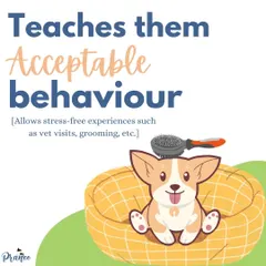 Socialization teaches your puppy acceptable behavior in different situations. This makes future vet visits, grooming appointments, and outings stress-free for everyone.