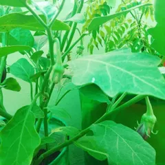 A close-up of young brinjals growing on the plant. It’s so rewarding to see your food grow from a small flower to a vegetable you can cook and eat, and I can help you experience that.