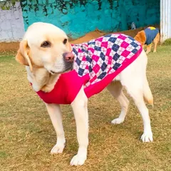 Doodle standing proudly in her winter coat. She is a healthy and active dog who would love a home with space to play. She is available for adoption in the Gurgaon area.