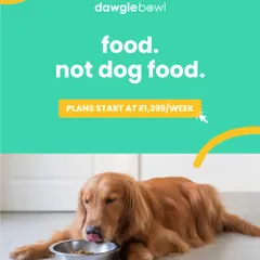 My philosophy is simple: I make food, not dog food. This means every meal is crafted with human-grade ingredients, free from preservatives and mystery fillers. This beautiful Golden Retriever enjoying their meal embodies our commitment to providing real, honest nutrition.