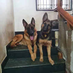 Just a couple of friends hanging out on the stairs. Dogs are free to choose their resting spots, which helps them feel more in control and relaxed.