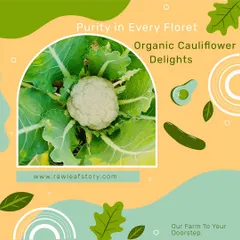 A healthy head of organic cauliflower growing strong in our fields. We let our vegetables mature naturally without synthetic fertilizers, which results in better taste and texture for your final dishes.