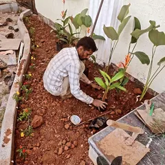 A member of my team carefully planting flowering annuals in a newly prepared garden bed. This is part of my basic gardening service to help you get your garden started.