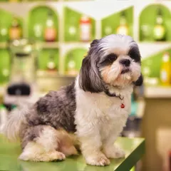 A portrait of a very photogenic Shih Tzu, posing like a pro on the cafe counter. Pet photography is all about capturing their unique personality and adorable expressions.
