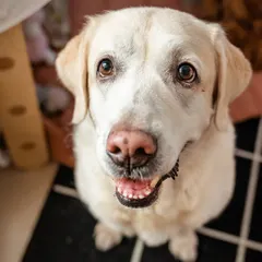 A close-up portrait of Shelby, a 10-year-old Labrador, looking into the camera with wise, loving eyes. Senior sessions are all about capturing this depth of character.
