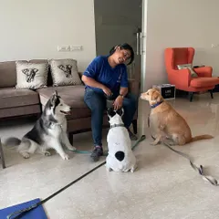 This is a typical scene in my home: a group of dogs learning to coexist peacefully. We are working on impulse control and respecting personal space, which are crucial skills for any well-behaved dog.