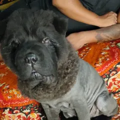 This is a special lion cut for a Chow Chow. I have the experience to do unique, breed-specific styles safely and make your pet stand out.