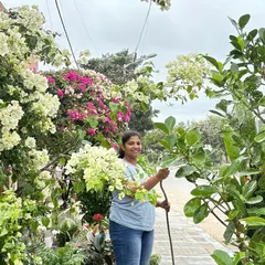 This is my team member Divya, surrounded by a cloud of bougainvillea blooms at the place where I first started my business. Seeing these plants we grew flourish so abundantly is such a meaningful moment.
