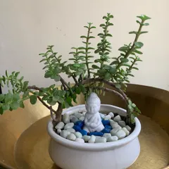 Find your moment of zen by creating a miniature garden. This setup features a Jade plant, which is great for beginners, and a calming Buddha statue nestled among pebbles.