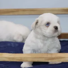 This little white Shih Tzu puppy is curious and alert. I focus on raising puppies that are not just healthy but also have confident and friendly personalities.