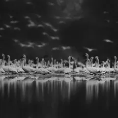 "The Celestials of Earth." This black and white version of flamingos in the twilight was nominated at the BW Spider Awards. The conversion to monochrome emphasizes the reflections, the forms, and the dramatic sky, creating a timeless, otherworldly scene.