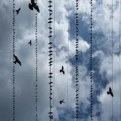 This shot captures the dynamic energy of a flock of pigeons taking flight from the city wires.