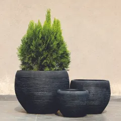 For a bold, contemporary look, our textured FRC planters are available in a striking black finish. This set of rounded pots provides a dramatic contrast for bright green foliage like this Juniper plant, making them a centerpiece for any modern setting.