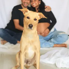 A simple, beautiful studio-style maternity portrait. The focus is entirely on the expecting couple and their loyal dog, creating a clean and timeless image that celebrates their growing family.