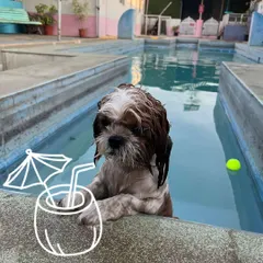 Even the little ones can enjoy a relaxing day by the pool. This adorable Shih Tzu is chilling with a coconut drink, showing that my parties are designed for pets of all sizes and energy levels.
