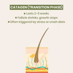 The Catagen or 'Transition' phase is a short period where the hair follicle shrinks and growth stops. As this diagram shows, this phase is often triggered by internal factors like stress or crash diets, highlighting the link between lifestyle and hair health.