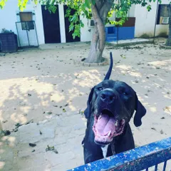 That happy face waiting for you at the gate is one of the best feelings in the world. This beautiful Pakistani Bully is full of excitement and love.