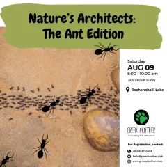 Poster for "Nature's Architects: The Ant Edition," a curious crawl through the world of ants for young explorers.