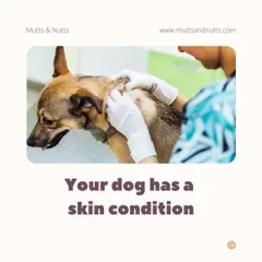 Skin conditions can sometimes make regular exercise uncomfortable. Hydrotherapy offers a soothing, low-impact alternative to keep your dog active while their skin heals.