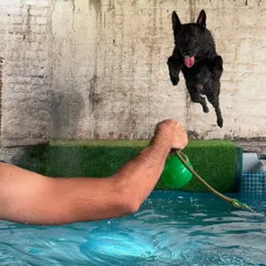 This is what peak conditioning and pure joy look like. Our boy Solan, celebrating his 3rd birthday with a leap into the pool. Our facility isn't just for training; it's a place for dogs to be dogs, build athleticism, and have a great time.