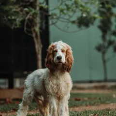 This Cocker Spaniel looks so serene, like he's meditating in the grass. He has a calm and gentle soul, and we make sure he has plenty of peaceful spots to relax.