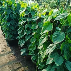 This is the green Oxycardium, another variety of money plant with lovely heart-shaped leaves. It thrives indoors and is perfect for beginners. We have them available on moss sticks for vertical growth.
