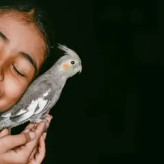 A quiet, tender moment. With her eyes closed, the girl shares a gentle nuzzle with her cockatiel, a beautiful expression of love that needs no words.