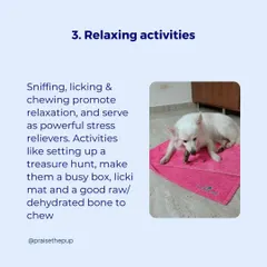 After a stressful event like Diwali, I focus on relaxing activities. Sniffing, licking, and chewing are natural stress relievers for dogs, so I provide things like treasure hunts and chews to help them decompress.