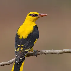 An Indian Golden Oriole, a splash of brilliant yellow against a soft background. Its striking color and red eye make it one of the most beautiful birds of the Indian subcontinent.